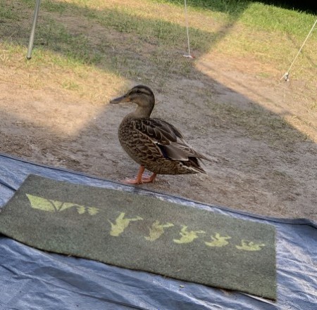 Ich W 18 Beichte, dass mein Freund und ich beim Campingurlaub in Holland eine Ente mit nach Hause genommen haben, weil er sie unbedingt haben wollte um mit ihr weiter tricks einzuüben. ?