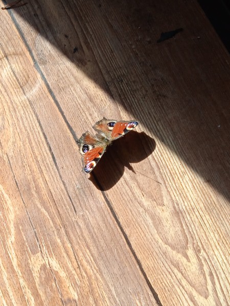 Ich w/20 beichte, dass ein Schmetterling in meinem Wohnzimmer war noch dazu ein Fuchsauge, er ließ sich sogar auf die Hand nehmen